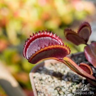 Dionaea muscipula Red piranha