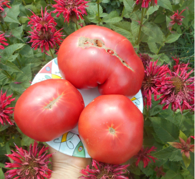 Томат Розовый из Барбастро (Rosa de Barbastro)