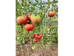 Томат Лидия Боровая