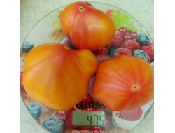 Томат Золотые горы Медео