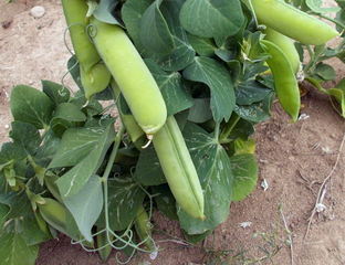 Горох - Горох Мальчик с Пальчик (Tom Thumb Pea)