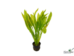 Эхинодорус Блехери (пластиковый горшок)