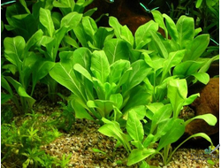 Лобелия кардинальская