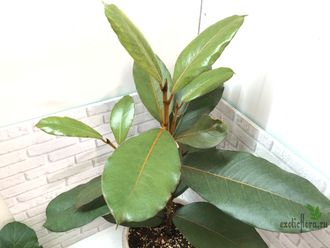 Ficus Velutina / Фикус Велюр