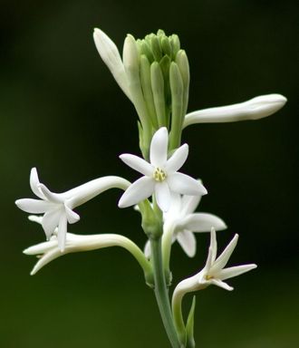 Tuberose absolute (India) 50% / Тубероза абсолют, 1 мл