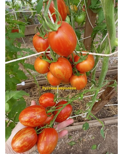Томат Русская королева (Russian Queen)