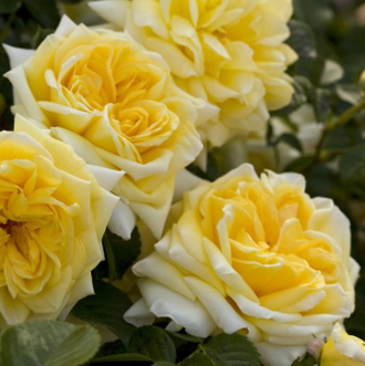 Надя Мейяндекор