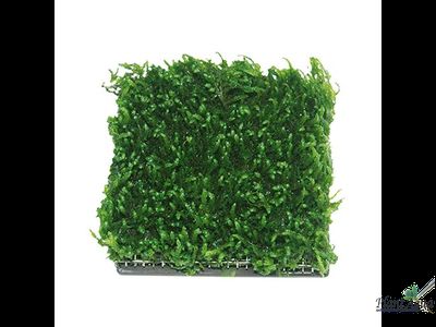 Керамическая площадка с сеткой для культивации растений 5*5 см