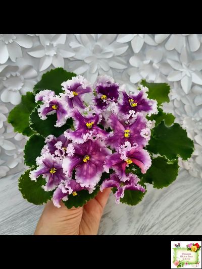 МТ-Сладкая Фантазия (М. Тотиева) 2022 г. (лист с детками укоренённый)