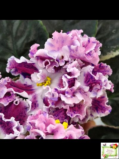 ТФ-Confetti (Т. Фурлетова) 2024 г. (лист с детками посажен 13.07.25)