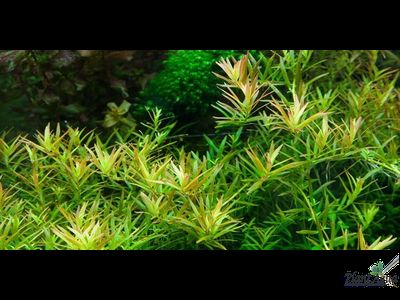 Ротала HRA (меристемная)