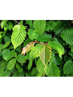 Граб обыкновенный