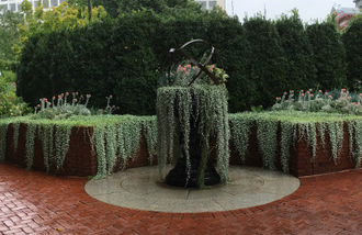 Dichondra Argentea Silver Falls