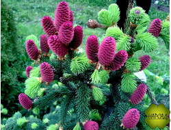 Ель Акрокона (Европейская) (красива и выделяет полезные фитонциды) (3 м)