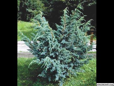 Можжевельник Блю Альпс - Blue Alps