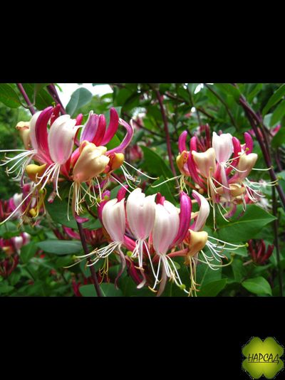 Жимолость вьющаяся &quot;Серотина&quot;