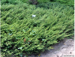 Можжевельник обыкновенный Green Carpet - фото - красовский-сад.рф