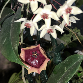 Hoya wallichii subsp. tenebrosa