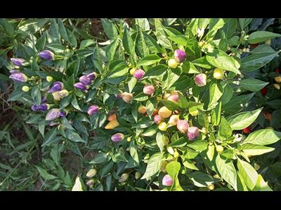 Перец острый Barra do Ribeiro