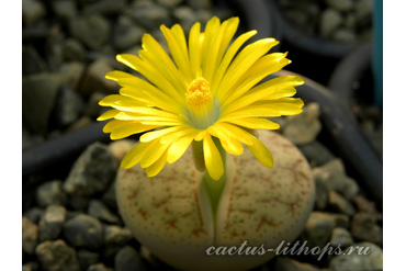 Lithops pseudotruncatella C070