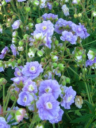 ГЕРАНЬ \GERANIUM\ - саммер скайз