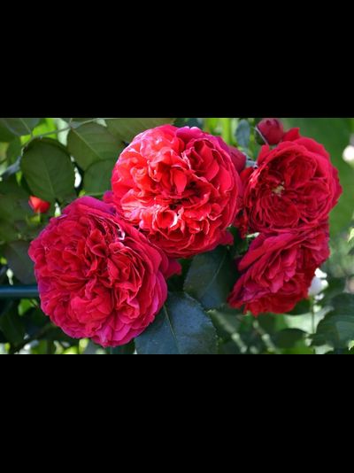 Флорентина (Florentina)