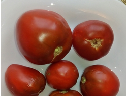 Томат Гном Австралийская Капля (Dwarf Aussie Drop)