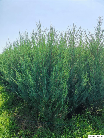 Можжевельник СкайРокет 5 метров