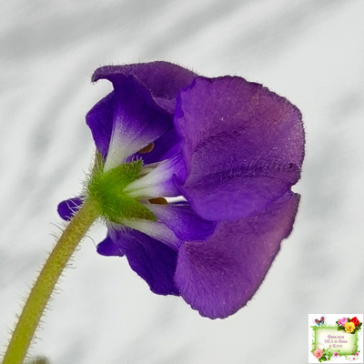 LV-Дудочка и Кувшинчик (Л. Шевелева) 2025 г. трейлер (детка сорт)