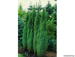 Можжевельник обыкновенный Арнольд