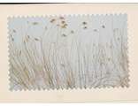 Azermarka. Reed on the shore of the icy and snowy Lake Batabad