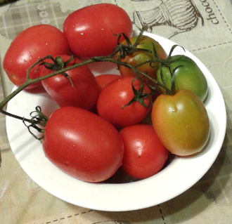 Семена томата Санта Круз Када