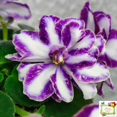 ЮШ-Надюша (Ю.Шаховцева) химера (пасынок из цветоноса укоренённый)