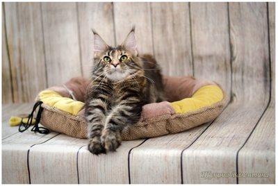 Матрас-лежак  трансформер  «Кокетка1»