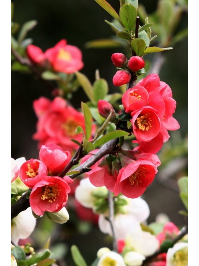 Айва (Хеномелес прекрасный) Rubra