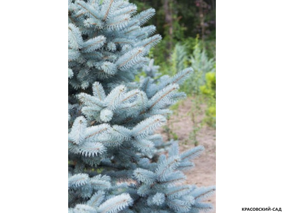 Ель Костер - Koster