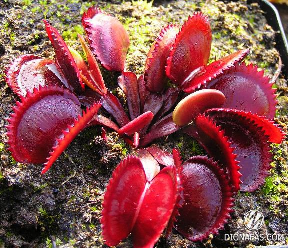 Red piranha Dionaea Muscipula, carnivorus, венерина мухоловка, дионея,  насекомоядное растение, хищное растение, карниворус, экзотическое растение