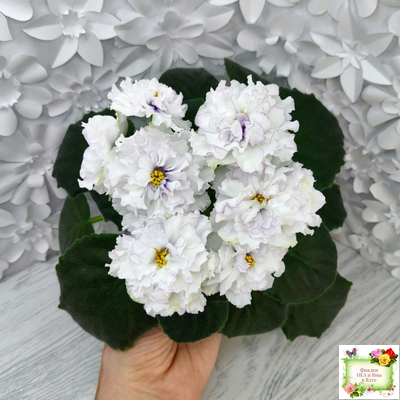 РМ-Прекрасный Жемчуг (Н. Скорнякова) 2022 г.