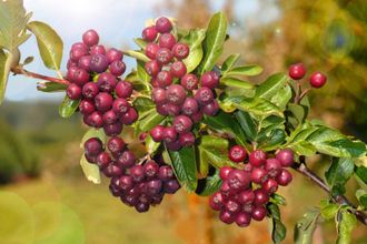 Рябина красная Гранатная (сладкая)