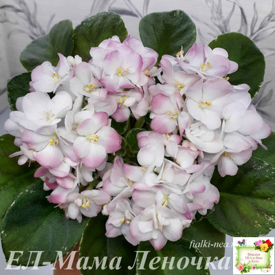 ЕЛ-Мама Леночка (Л. Еременко)