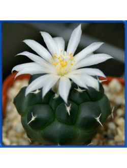 Turbinicarpus lophophoroides GM 201