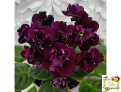 Mac's Black Uhuru (G. McDonald)