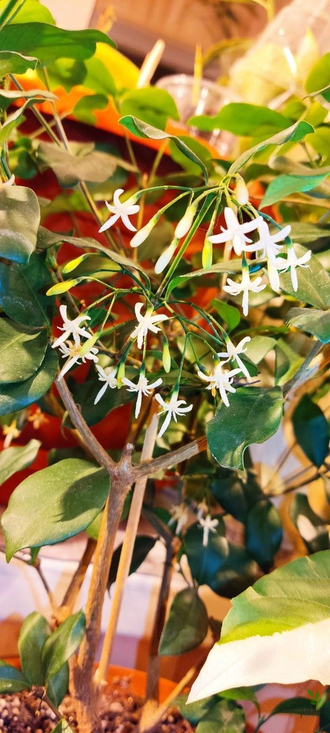 Tarenna sp. / таренна