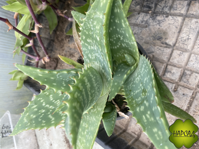 КОМНАТНЫЕ ЦВЕТЫ В АССОРТИМЕНТЕ