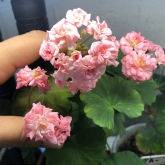 пеларгония зональная Grainger's Antique Rose