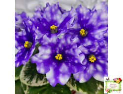 Hunter’s Andromeda (K. Muzalewski) 2023 г. (лист с деткой посажен 25.07.25)