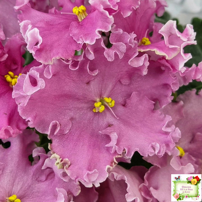 НД-Ливадия (Н. Данилова-Суворова) 2020 г.