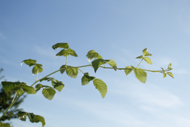 высокая ветка малины тянется в небо