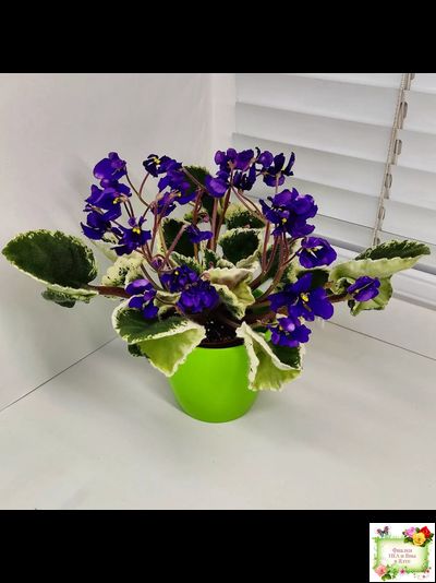 DS-Brian (Dimetris) 2014 г. (пестролистная бастл-листва)