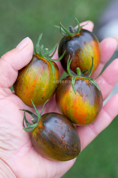 Томат Atomic Fusion (Атомный Сплав), 10 шт